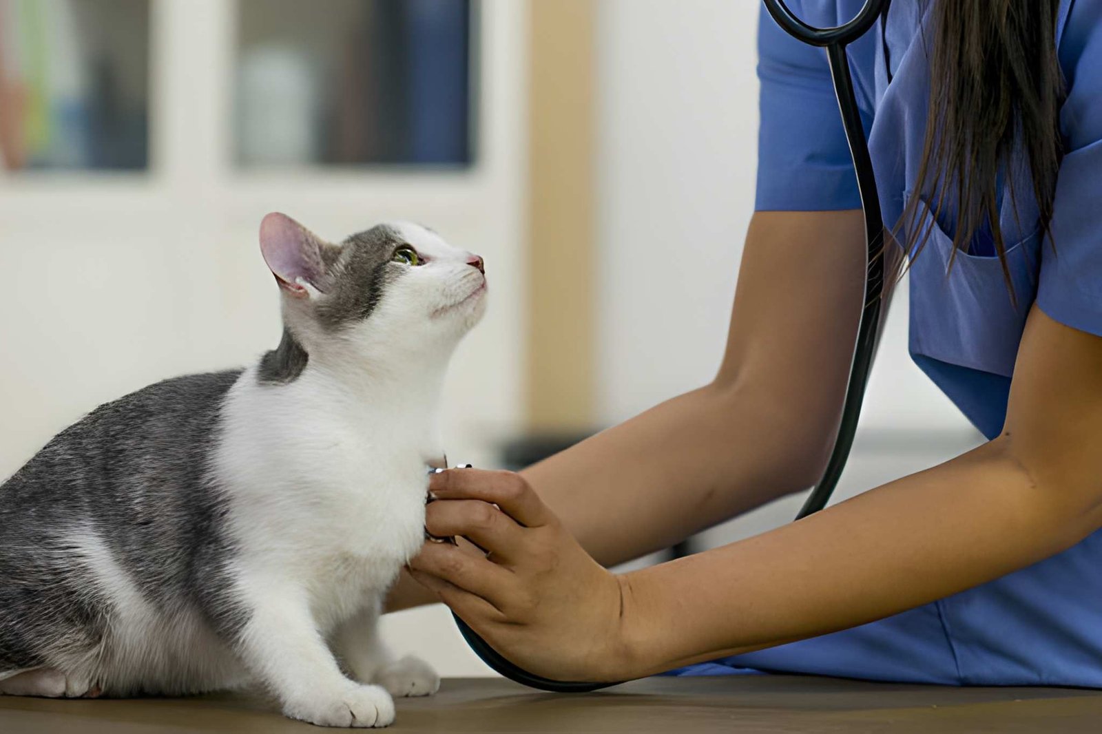 Modern veterinary clinic interior at Royal Veterinary Centre