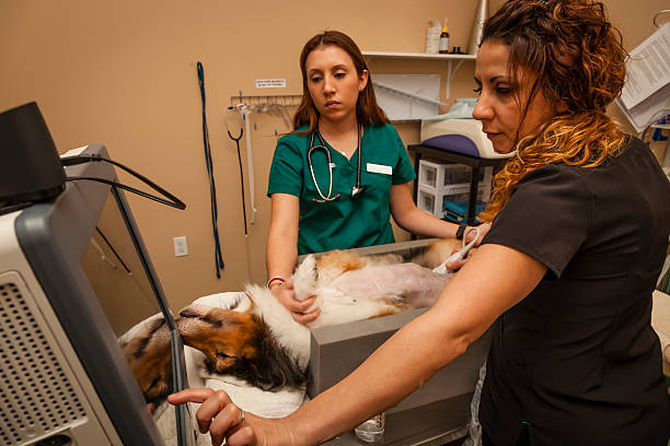 Pet Advanced Imaging