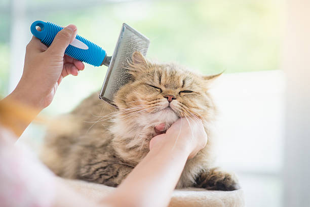 Pet Grooming